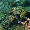 Snorkeling Adventure in the 360 Degree House Reef